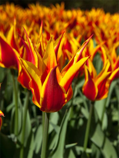 Tulpe 'Fly Away' - 25 Stück