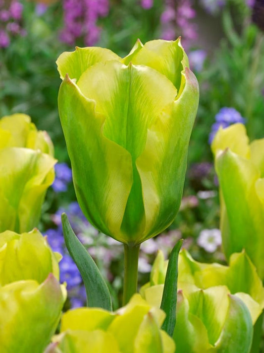 Tulpen Formosa