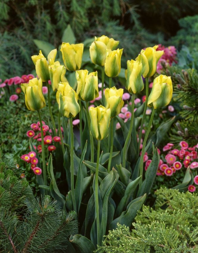 Tulpe 'Formosa' - 25 Stück