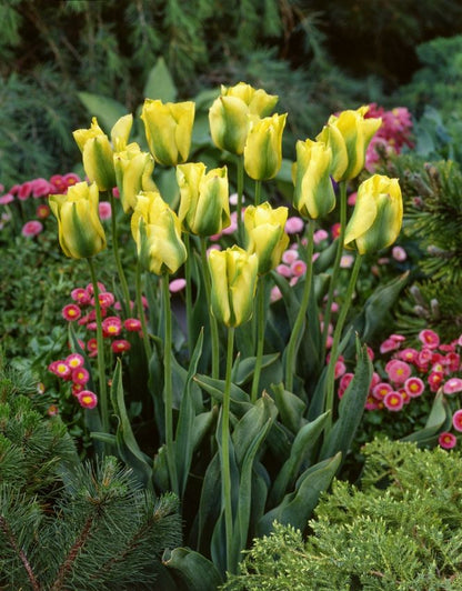 Tulpe 'Formosa' - 25 Stück