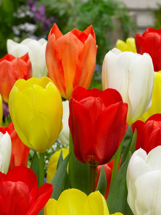 Tulpen Fosteriana mischung