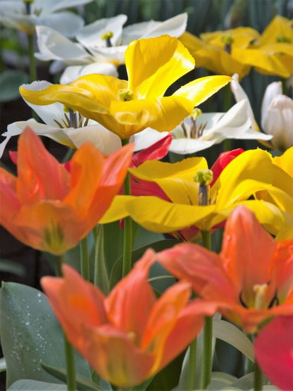 Tulpe 'Fosteriana Mischung' - 20 Stück