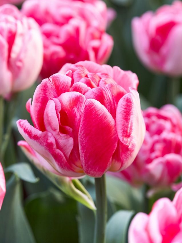 Tulpe 'Foxtrot' - 15 Stück