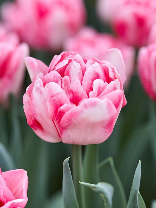 Tulpen Foxtrot