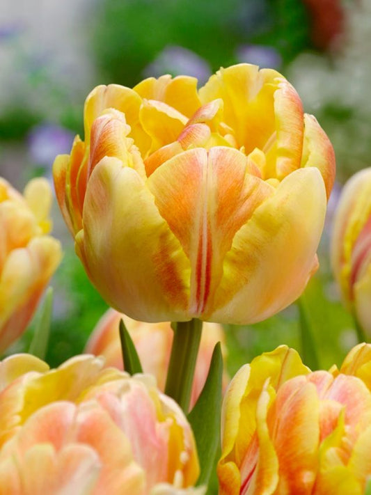 Tulpen Foxy foxtrot