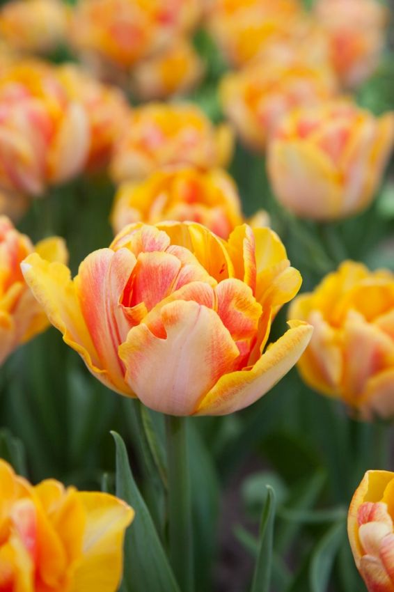 Tulpe 'Foxy Foxtrot' - 10 Stück