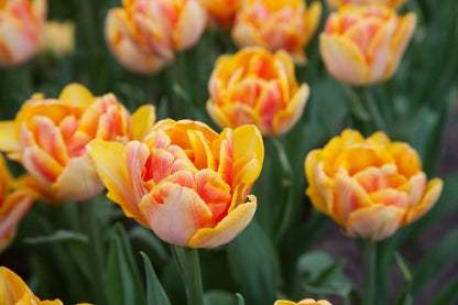 Tulpe 'Foxy Foxtrot' - 10 Stück