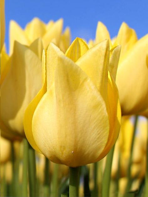 Tulpen Friendship 1998