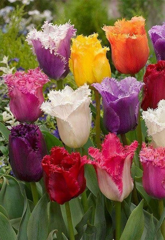 Tulpen Mischung gefranst