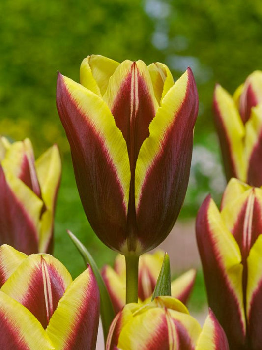 Tulpen Gavota