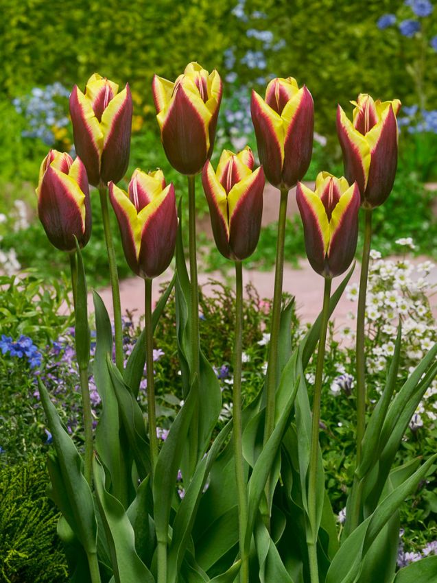Tulpe 'Gavota' - 25 Stück