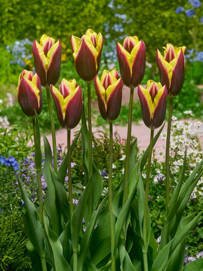 Tulpe 'Gavota' - 25 Stück