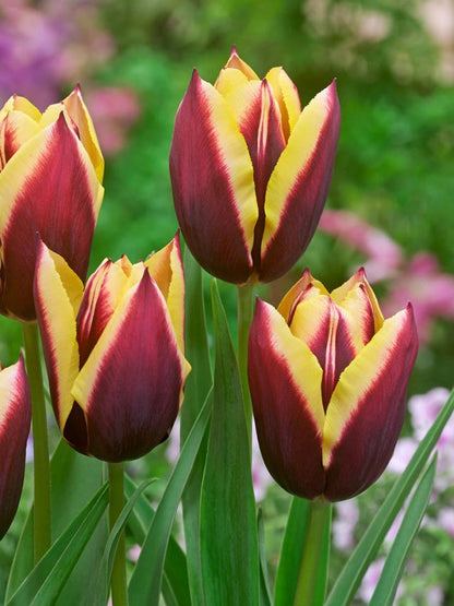 Tulpe 'Gavota' - 25 Stück