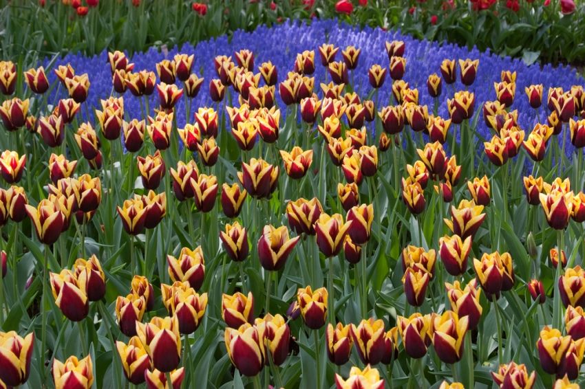 Tulpe 'Gavota' - 25 Stück