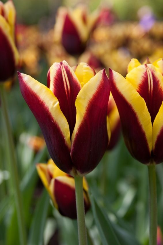 Tulpe 'Gavota' - 25 Stück