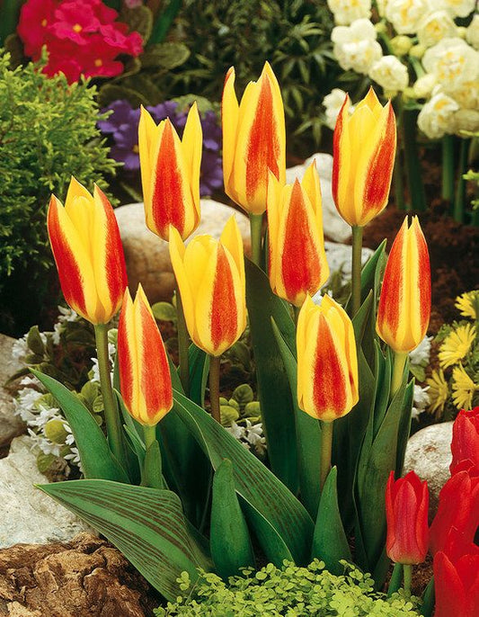 Tulpen Giuseppe verdi