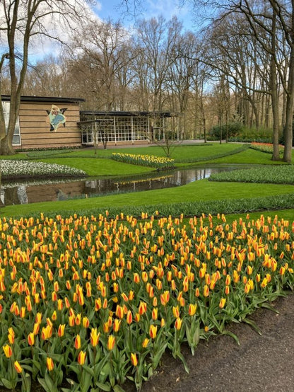 Tulpe 'Giuseppe Verdi' - 20 Stück