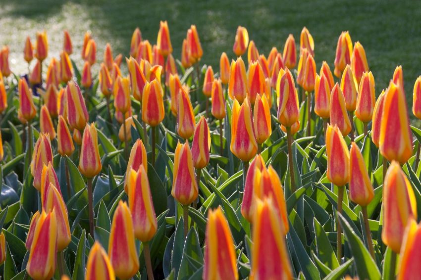 Tulpe 'Giuseppe Verdi' - 20 Stück