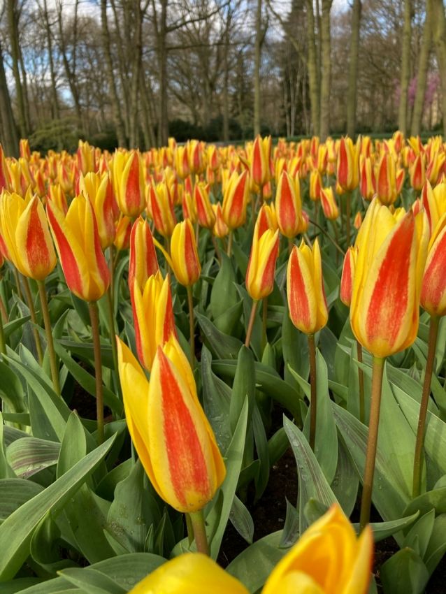 Tulpe 'Giuseppe Verdi' - 20 Stück