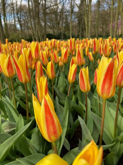 Tulpe 'Giuseppe Verdi' - 20 Stück