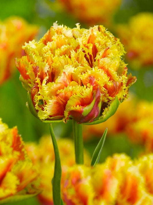 Tulpen Gold dust