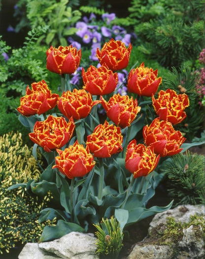 Tulipa 'Gold Dust' - Tulpe