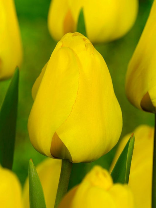 Tulpen Golden apeldoorn