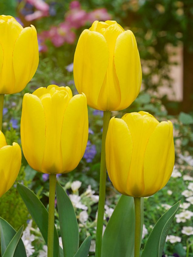 Tulpe 'Golden Apeldoorn' - 25 Stück