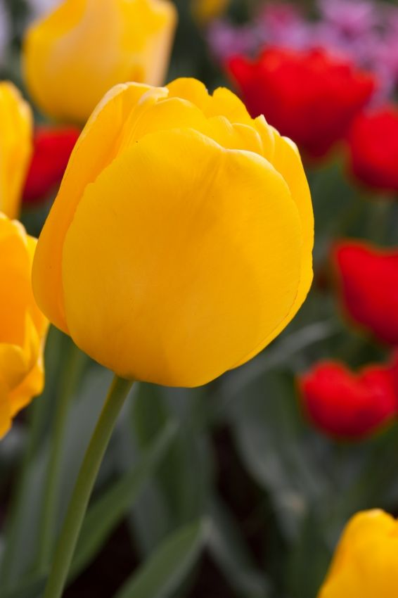 Tulpe 'Golden Apeldoorn' - 25 Stück