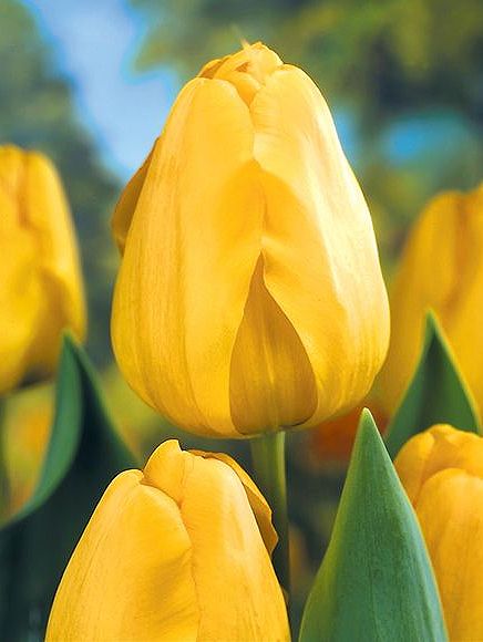 Tulpen Golden parade