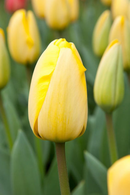 Tulpe 'Golden Parade' - 25 Stück