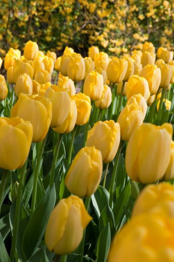 Tulpe 'Golden Parade' - 25 Stück