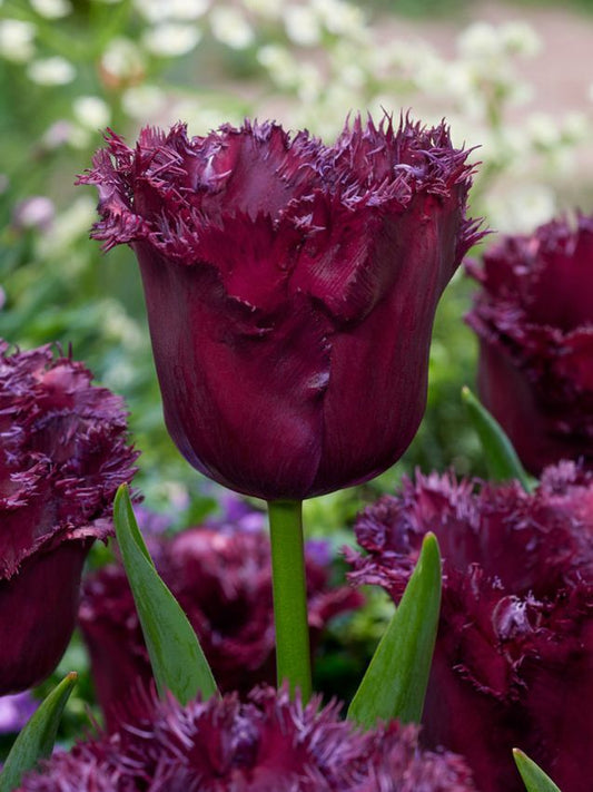 Tulpen Gorilla