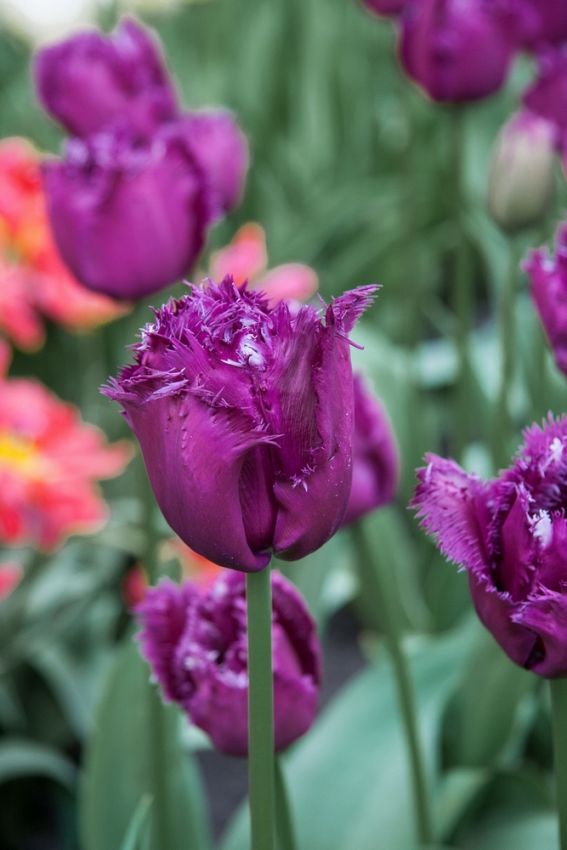 Tulpe 'Gorilla' - 25 Stück
