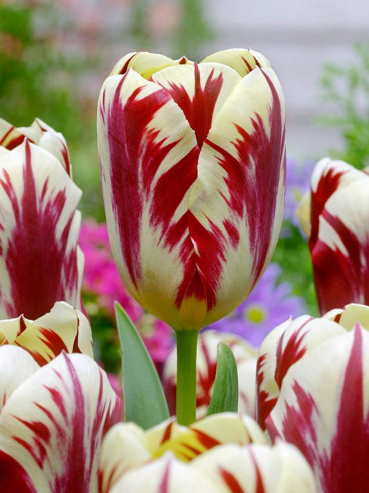 Tulpen Grand perfection