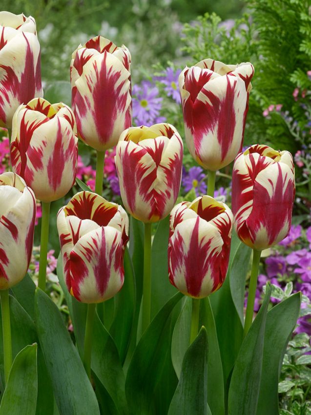 Tulpe 'Grand Perfection' - 25 Stück