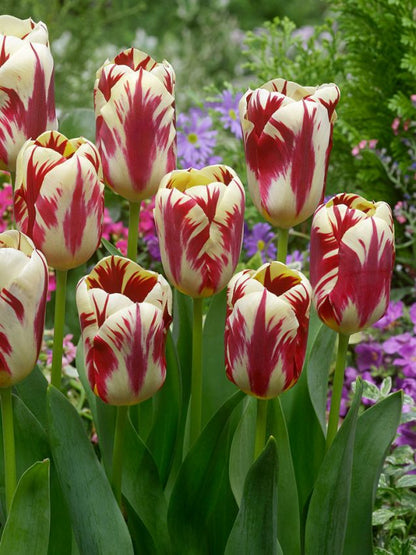 Tulpe 'Grand Perfection' - 25 Stück
