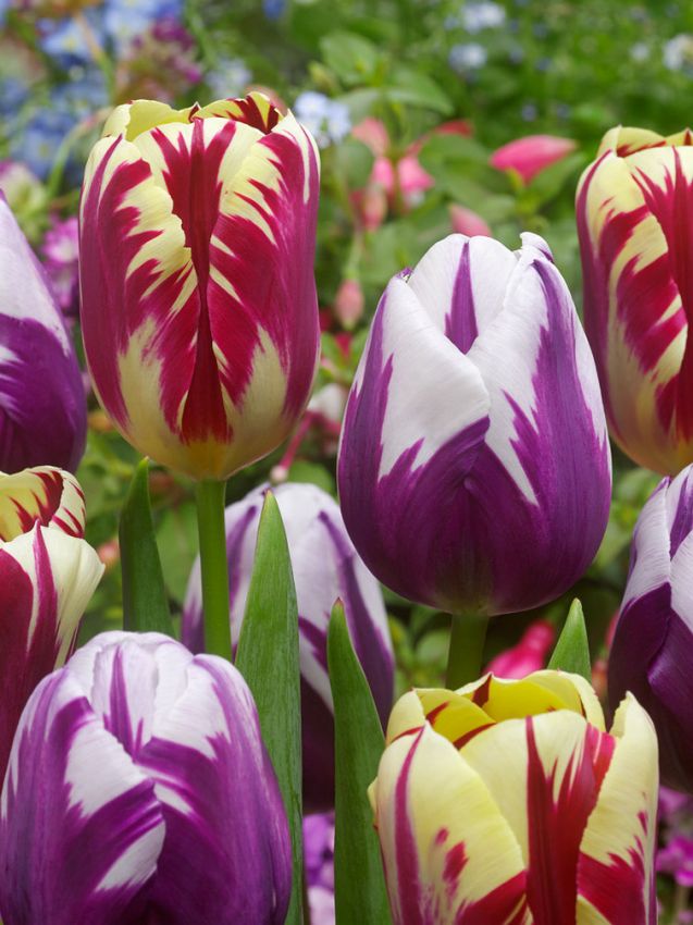 Tulpe 'Grand Perfection' - 25 Stück