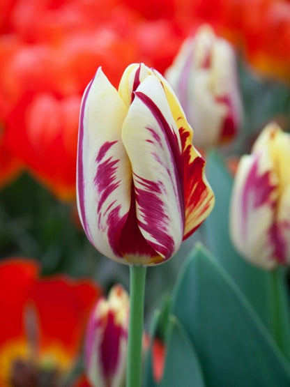 Tulpe 'Grand Perfection' - 25 Stück