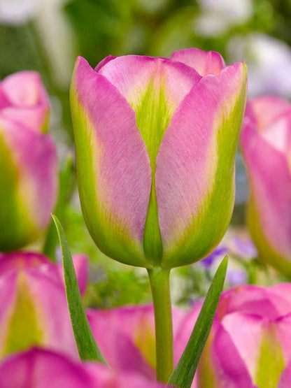 Tulpen Groenland