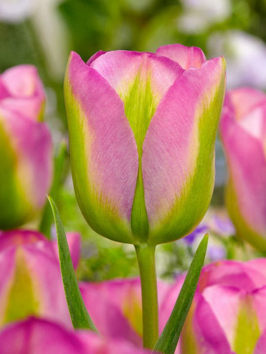 Tulpen Groenland