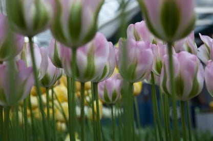 Tulpe 'Groenland' - 20 Stück