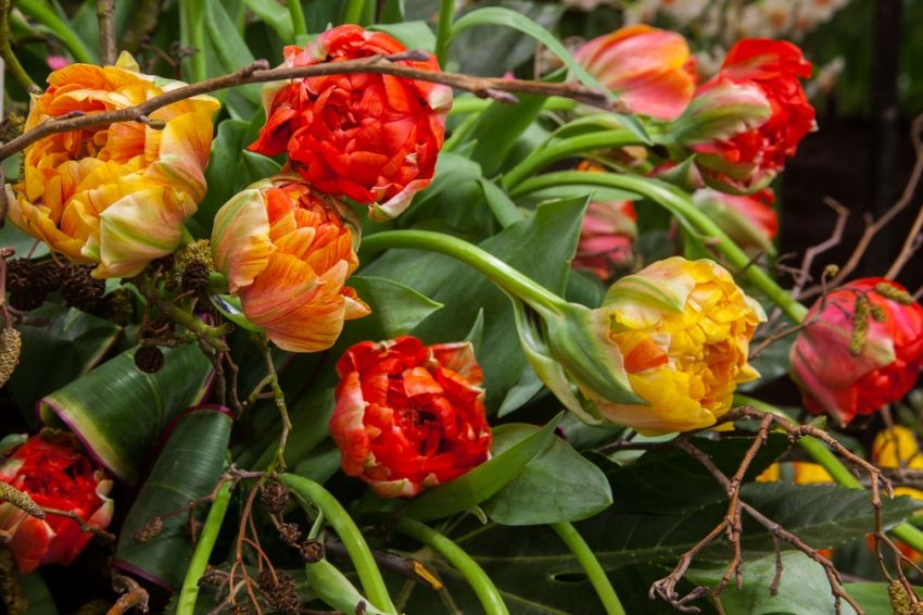 Tulpe 'Gudoshnik Double' - 20 Stück