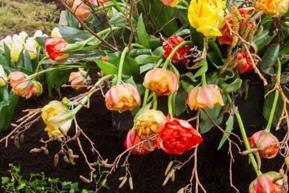Tulpe 'Gudoshnik Double' - 20 Stück