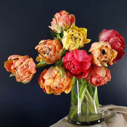 Tulpe 'Gudoshnik Double' - 20 Stück