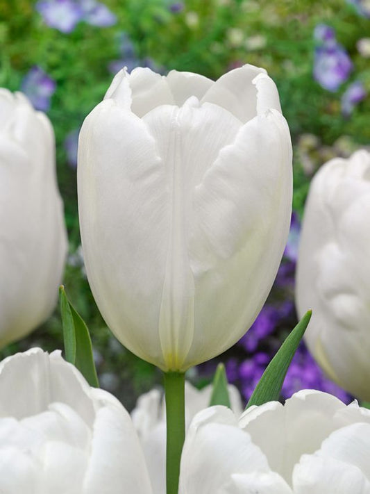 Tulpen Hakuun