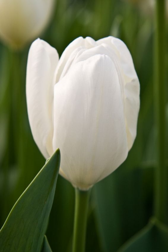 Tulpe 'Hakuun' - 15 Stück