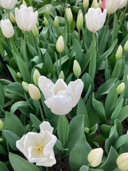 Tulpe 'Hakuun' - 15 Stück