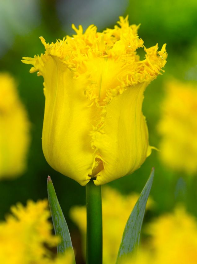 Tulpen Hamilton