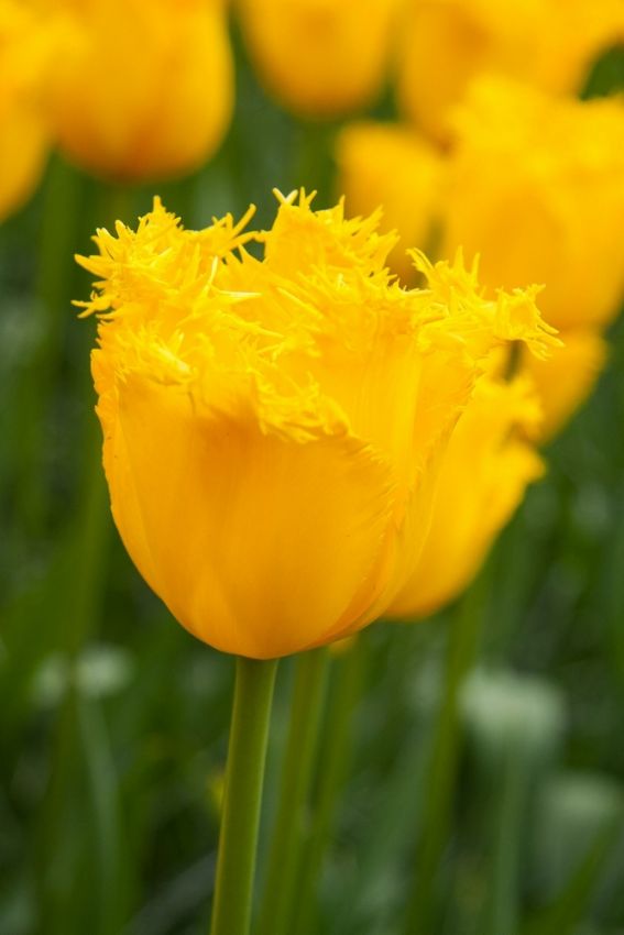 Tulipa 'Hamilton' - Tulpe